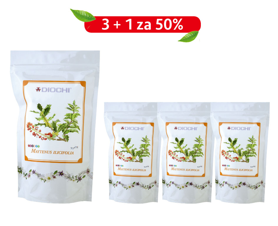 Maytenus ilicifolia 3 + 1 za 50%