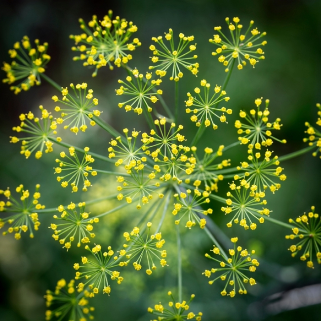 Fenykl uleví od zažívacích potíží
