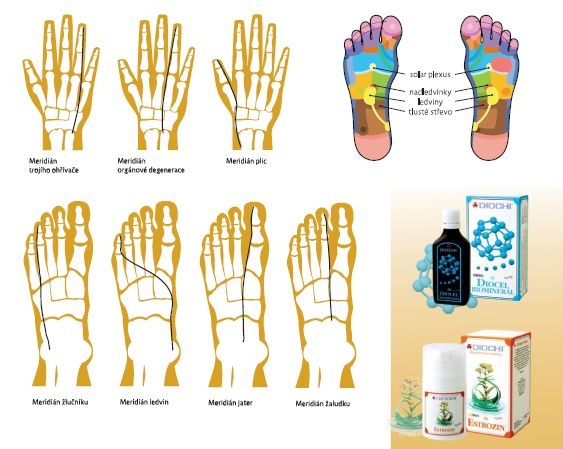 Problémy s otěhotněním pomůže vyřešit Reflexně meridiánová technika