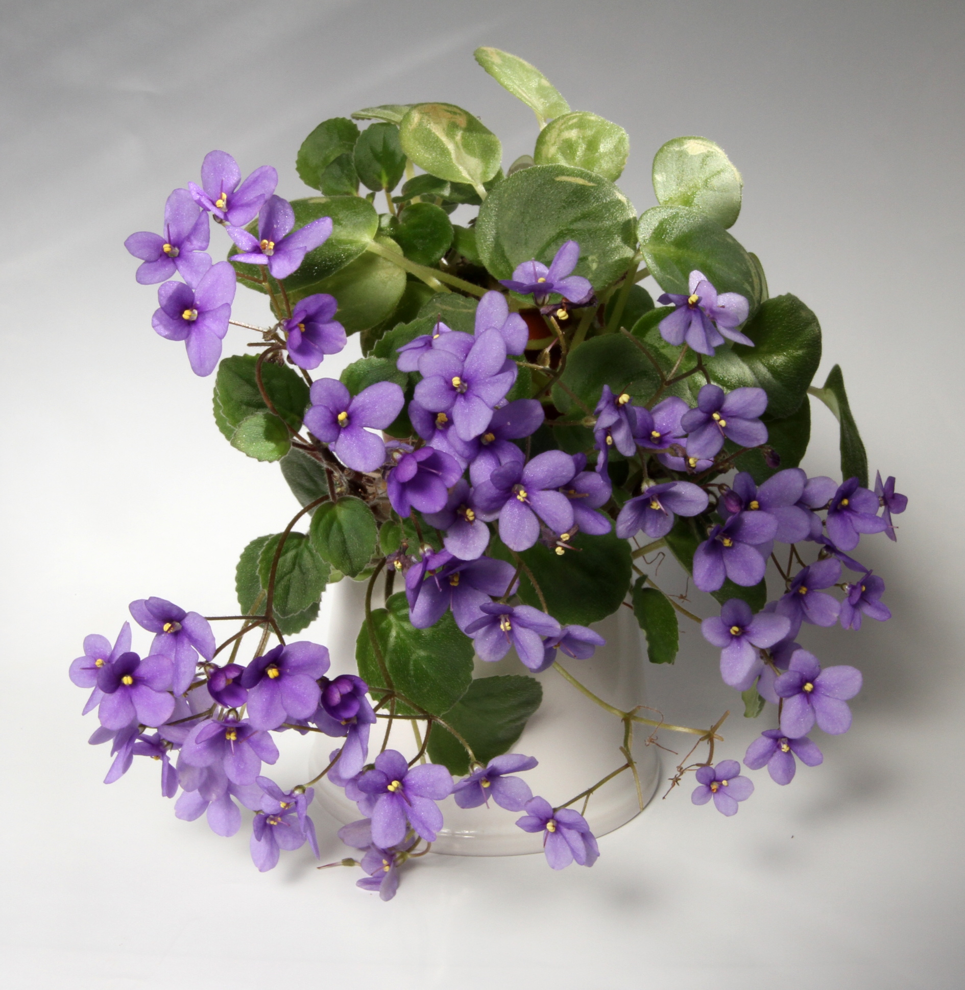 Fialky - Nejoblíbenější pokojové rostliny