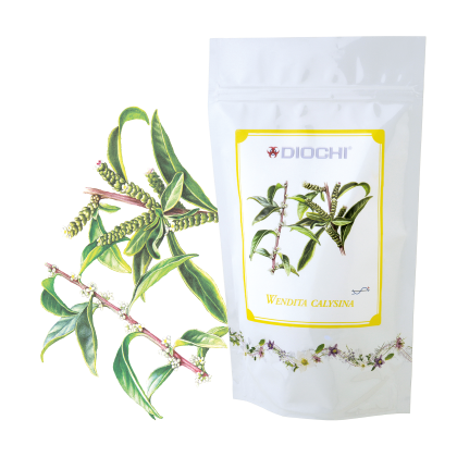 web caj wendyta calisina